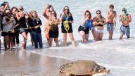 June Cleaver the loggerhead turtle is released into the ocean off Florida after rehab