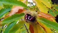 ¿Cómo se llama el árbol de castaña? Todos conocen el fruto seco y pocos de donde viene