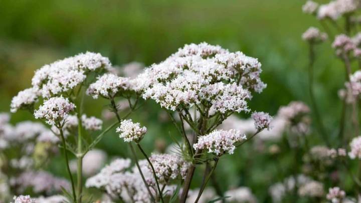 5 plantas nocturnas que son perfectas para la habitación y que aportan un aire de elegancia y calma