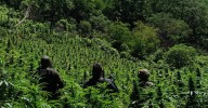 Destruye SSPE plantío de marihuana y neutraliza artefactos explosivos en el...