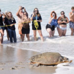 June Cleaver the loggerhead turtle is released into the ocean off Florida after rehab