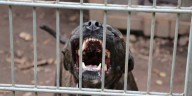 Avanza un proyecto para regular la tenencia de perros peligrosos en Santa Fe: las razas que serían incluidas