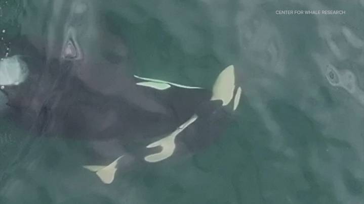 Orca J36 mourns calf in Pacific Northwest waters