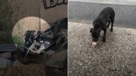 Scared Pitbull Eluded Rescue For Three Weeks Until California Woman Finally Gained Her Trust