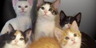 Humane Society takes 70 cats seized by WCRAS