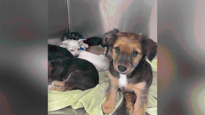 18 dogs rescued from Coachella home during Riverside County operation