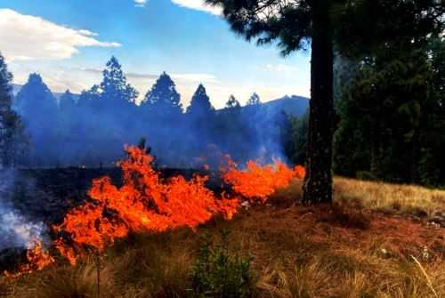 Cusco, Áncash y Ucayali entre las regiones más golpeadas por 475 incendios forestales en 2025