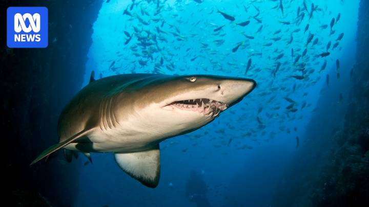Rare good news for critically endangered east coast grey nurse sharks