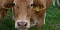 KY3 Digital Extra: Warsaw, Mo., farm breeds rare cattle from Spain
