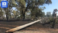 Technology to prevent power line faults sparking bushfires trialled