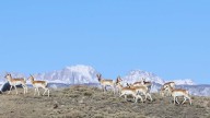 Game And Fish Wants To Protect Historic 'Path Of The Pronghorn' Migration Route