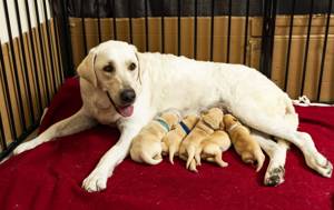 Dog delivers 14 puppies while owner was on vacation