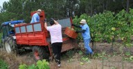 Vendimia en O Ribeiro con menos uva pero de máxima calidad
