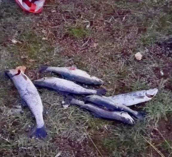 Secuestraron truchas y un piche en operativos de fiscalización de caza y pesca