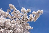 Portland sees 15% increase in street trees over past decade