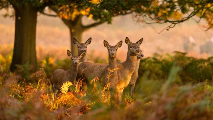 Deer-Resistant Plants Are Hardy Against A Little Nibble—but Not All