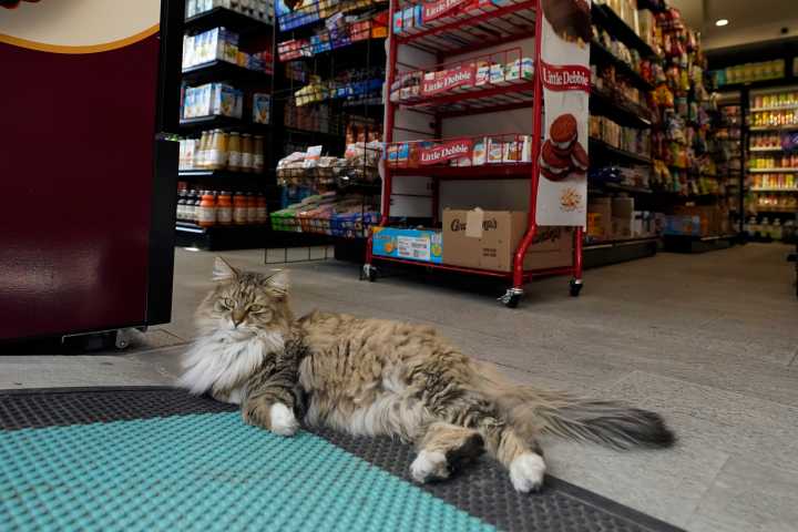 City Council approves $500,000 for cat spaying and neutering