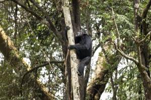 Chimps ingest alcohol daily: study
