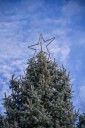 Purchase native tree species through ‘Treesgiving’ fundraising appeal