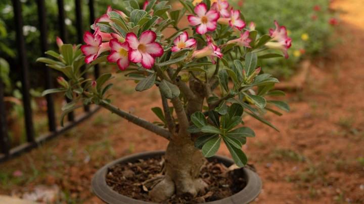 La suculenta colgante con hermosas flores que vas a querer tener en tu jardín durante la primavera