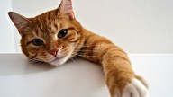 Científicos revelan que los gatos desarrollan demencia de forma parecida a los humanos