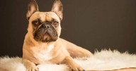 Thinking About a French Bulldog? 7 Things to Know Before You Commit