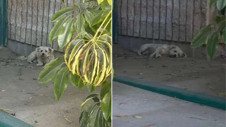 California Woman Spots A Fluffy White Shape Curled Up In The Shade On A Scorching Day