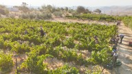 In Biblical Heartland, Judean Brothers Battle with Rifles and Vineyards, Fulfilling Amos' Prophecy