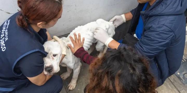 Rescatan a perrita maltrada y en estado crítico de desnutrición