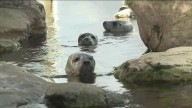 Mass Appeal: New England Aquarium Animal Encounters