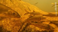 Este pez de agua dulce está al borde de la extinción en Sudáfrica