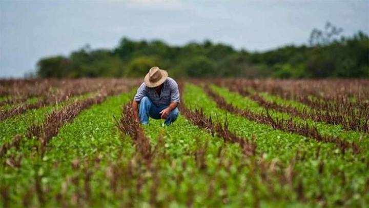 Fedeagro: Producción de aceites cubre solo el 20% de la demanda en Venezuela