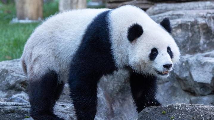 Watch live: National Zoo hosts Qing Bao's 4th birthday