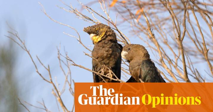 Australia’s quietest cockatoo is running out of trees. We have betrayed its gentle curiosity