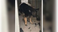 Texas Family Says Their Old Dog Is 'Too Old' And Asks Shelter To Put Him To Sleep