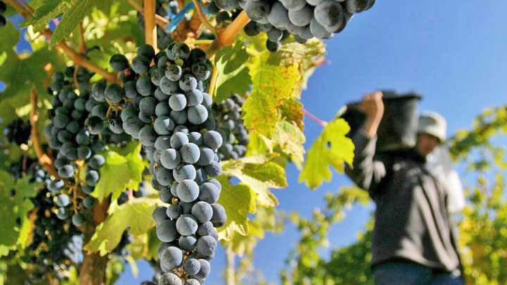 Viñedos, bodegas y fraccionadores: radiografía de la vitivinicultura mendocina