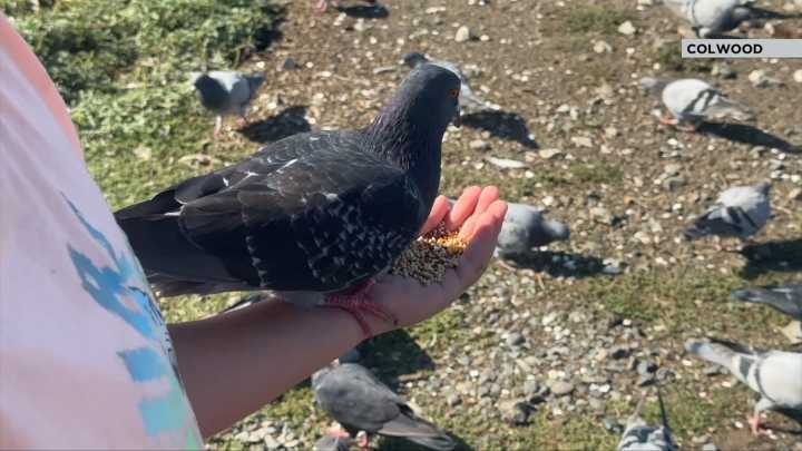 Colwood votes to clip the wings on bird feeding at Esquimalt Lagoon