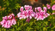 How To Easily Propagate Geraniums From Cuttings To Fill Up Your Garden For Free