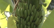 Going bananas