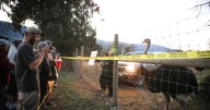 Stay of ostrich cull in southeast B.C. an ongoing potential health risk, CFIA says