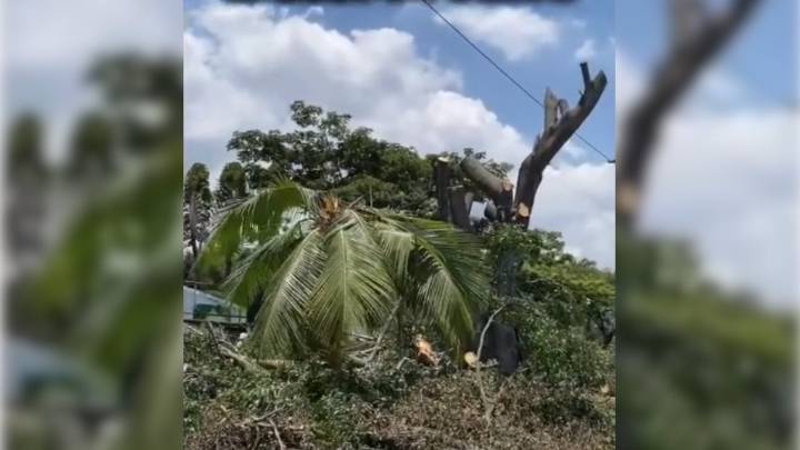Denuncian tala de árboles en la carrera 8 en Cali, frente a la Base Aérea, para posible instalación de cámaras de seguridad
