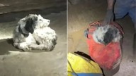 Missouri Pup Lost For Two Long Months Is Found Curled Up Alone In The Darkness Of A Cave