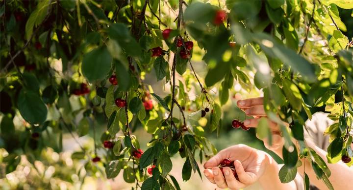 Agricultores sin cobrar: la Junta incumple plazos europeos en las ayudas al ovino y la cereza