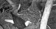 Hilton Head eagles return for nesting season