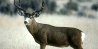 Drivers urged to be cautious during deer rutting season