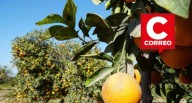 Palpa: trabajadores desnudan y azotan a dos ladrones sorprendidos robando naranjas