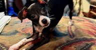 Lap dog love: Proud to be a foster fail
