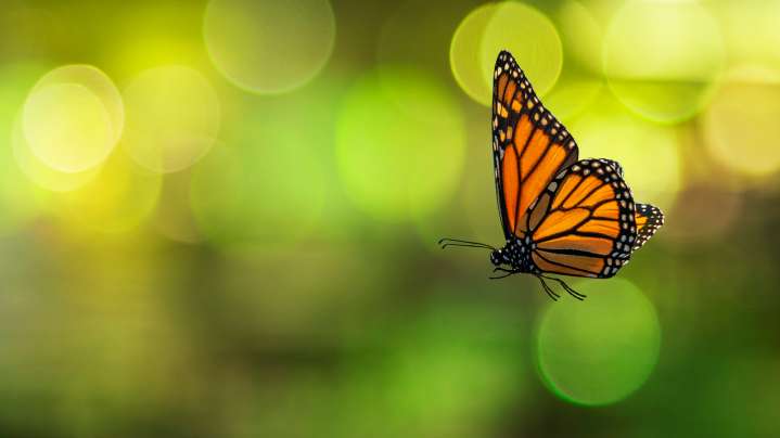 The Aromatic Fall Flower That'll Have Butterflies Flocking To Your Garden