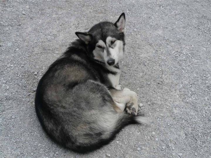 Rescatan a perrito en CDMX y ahora podrían enfrentar proceso penal