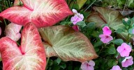 ON GARDENING: Crème Brulee is eye candy for the landscape